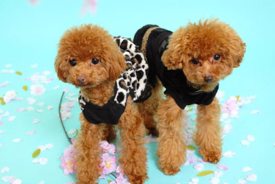 静岡県沼津市の愛犬の美容室 プリティ トリミングファン