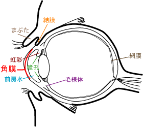 角膜の図