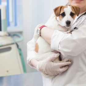 犬を抱っこする獣医師