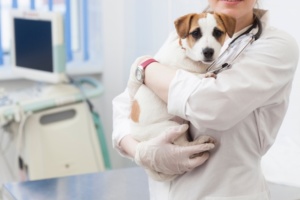犬を抱っこする獣医師