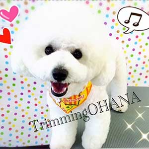 すっきりめに仕上がったビションフリーゼ