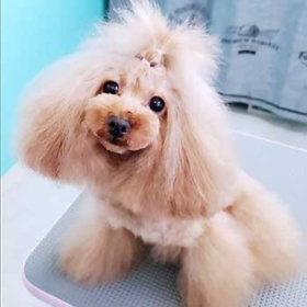 Dogsalon ANERAの看板犬