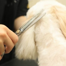 Dog Trimming Salon Sally 東山田店のトリマー
