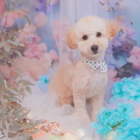 トリミングサロン Pup Rushの看板犬