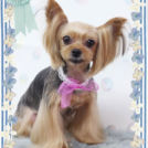 名古屋市のFa*Fa 名古屋店でカットしたきなこちゃん