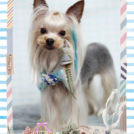 Fa*Fa 名古屋店でカットしたサバくん