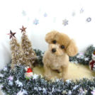 PET DESIGN 春日井でカットしたviviちゃん。