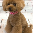 Re Birth Dreamでカットしたモコちゃん