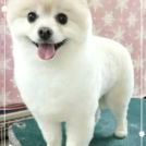 広島市のRe Birth Dreamでカットしたポッキーくん