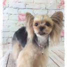 広島市のRe Birth Dreamでカットしたちゅらちゃん