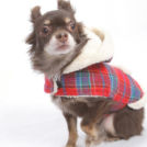 札幌市のPetSalon nicoでカットしたミランちゃん