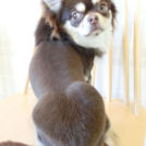 尼崎市のLuLuDog武庫川店でカットしたリーフくん