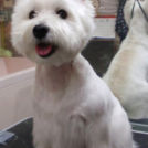 じぇむでカットしたゆきちゃん