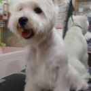 じぇむでカットしたNaluちゃん