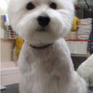 下妻市のじぇむでカットしたシュクレちゃん