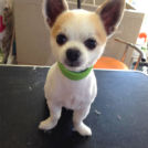横浜市磯子区のDog Salon MAHALOでカットしたボンドちゃん