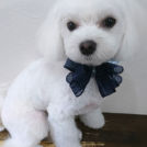 salon de biancaでカットしたコアちゃん