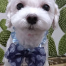 salon de biancaでカットしたモコくん