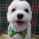 三重県津市のsalon de biancaでカットしたモコくん