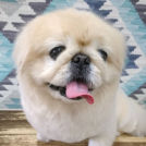 三重県津市のsalon de biancaでカットしたさくらくん