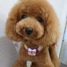 salon de biancaでカットしたベルちゃん