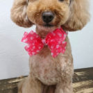 salon de biancaでカットしたロビンちゃん