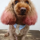 salon de biancaでカットしたファニーくん