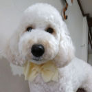 salon de biancaでカットしたカルネロちゃん