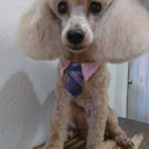 salon de biancaでカットしたオトちゃん