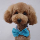 salon de biancaでカットしたクッキーくん