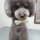 salon de biancaでカットしたウルルくん