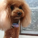 salon de biancaでカットしたマロンくん