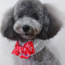 salon de biancaでカットしたロビンちゃん