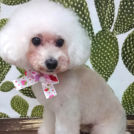 salon de biancaでカットしたランちゃん