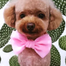 salon de biancaでカットしたぽんずちゃん