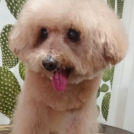 salon de biancaでカットしたプーくん