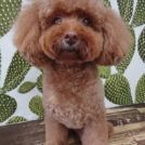 salon de biancaでカットしたさくらちゃん