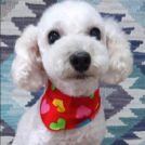 salon de biancaでカットしたくりちゃん