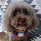 salon de biancaでカットしたリリィちゃん