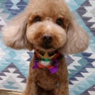 salon de biancaでカットした茶太郎くん