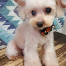 salon de biancaでカットしたイチくん