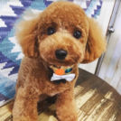 salon de biancaでカットしたベルちゃん