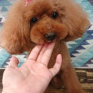 salon de biancaでカットしたピュアちゃん