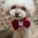 salon de biancaでカットしたバニラちゃん