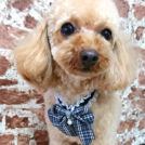 salon de biancaでカットしたモコくん