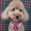 salon de biancaでカットしたロビンちゃん