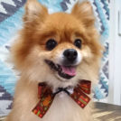 三重県津市のsalon de biancaでカットしたコロンちゃん