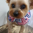 三重県津市のsalon de biancaでカットしたきりんくん