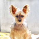 L★SKYWALKERでカットしたノア号ちゃん