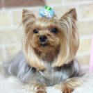 大阪市西成区のワンズホームちゅらでカットしたふぅくん